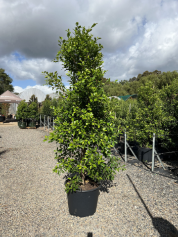 Ficus Microcarpa Flash - Straight