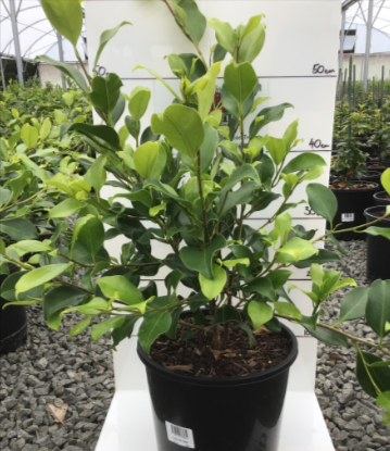 Ficus Microcarpa Flash - Straight