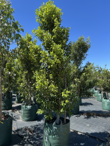 Ficus Microcarpa Flash - Straight