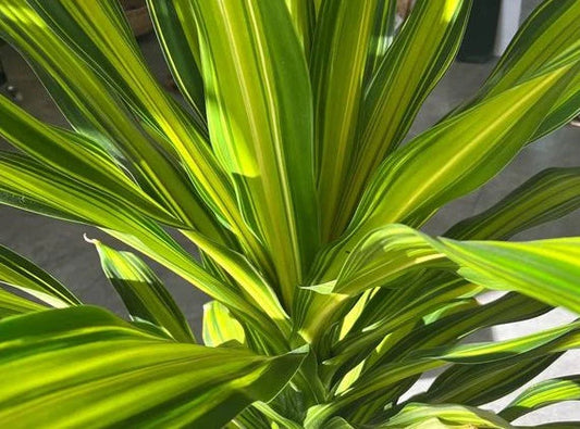 Dracaena fragrans 'Marley' (Marley Corn Plant)