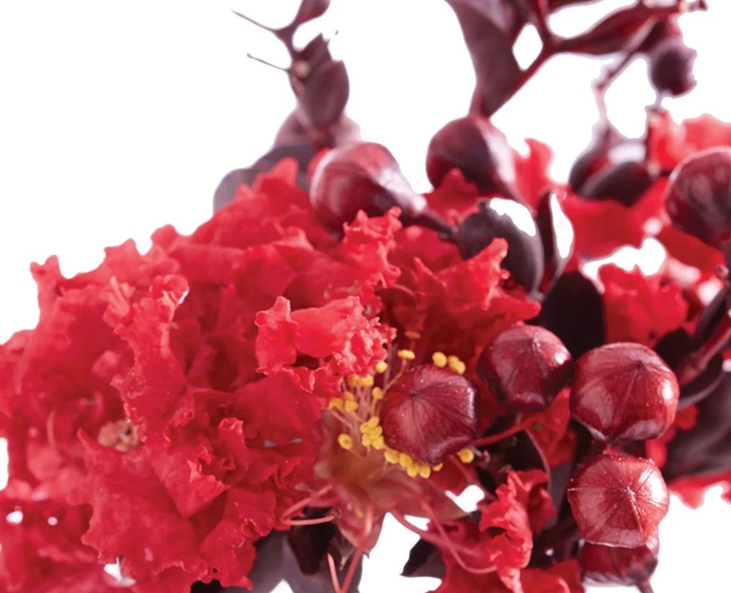 Lagerstroemia Indica ‘Crimson Red’ (Diamonds In The Dark Crimson Red Crepe Myrtle)