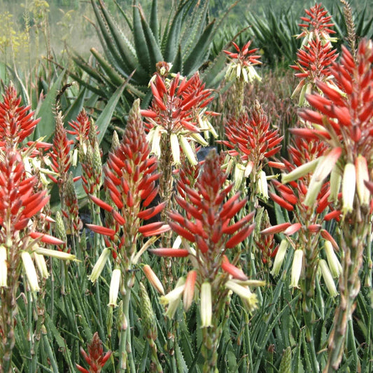 Aloe Porcupine