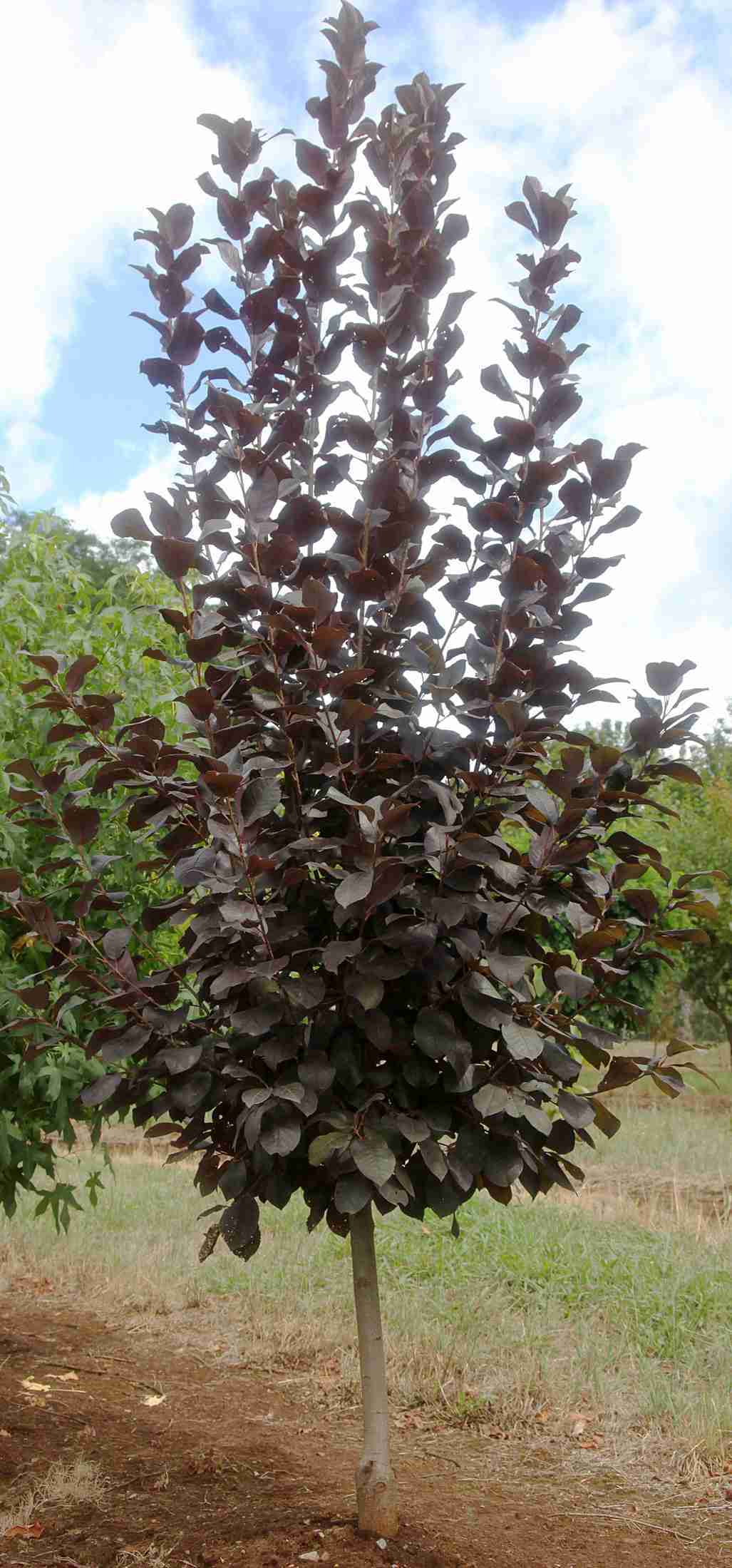 Prunus virginiana 'Purple Jewel' (Purple Jewel Flowering Plum)