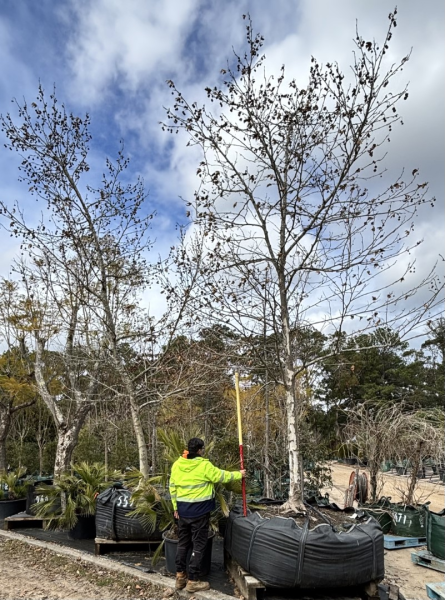 Platanus Orientalis ‘Digitata’ (Cutleaf Oriental Plane Tree)