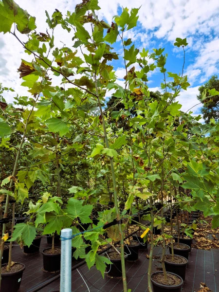 Platanus × hispanica ‘Vallis Clausa’ (Platanor® London Plane Tree)