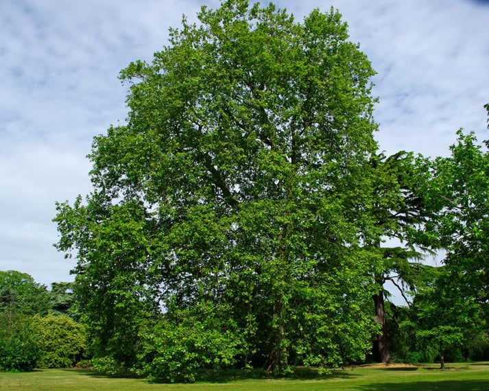 London Plane – Resilient Urban Tree with Unique Bark | Nursery ...