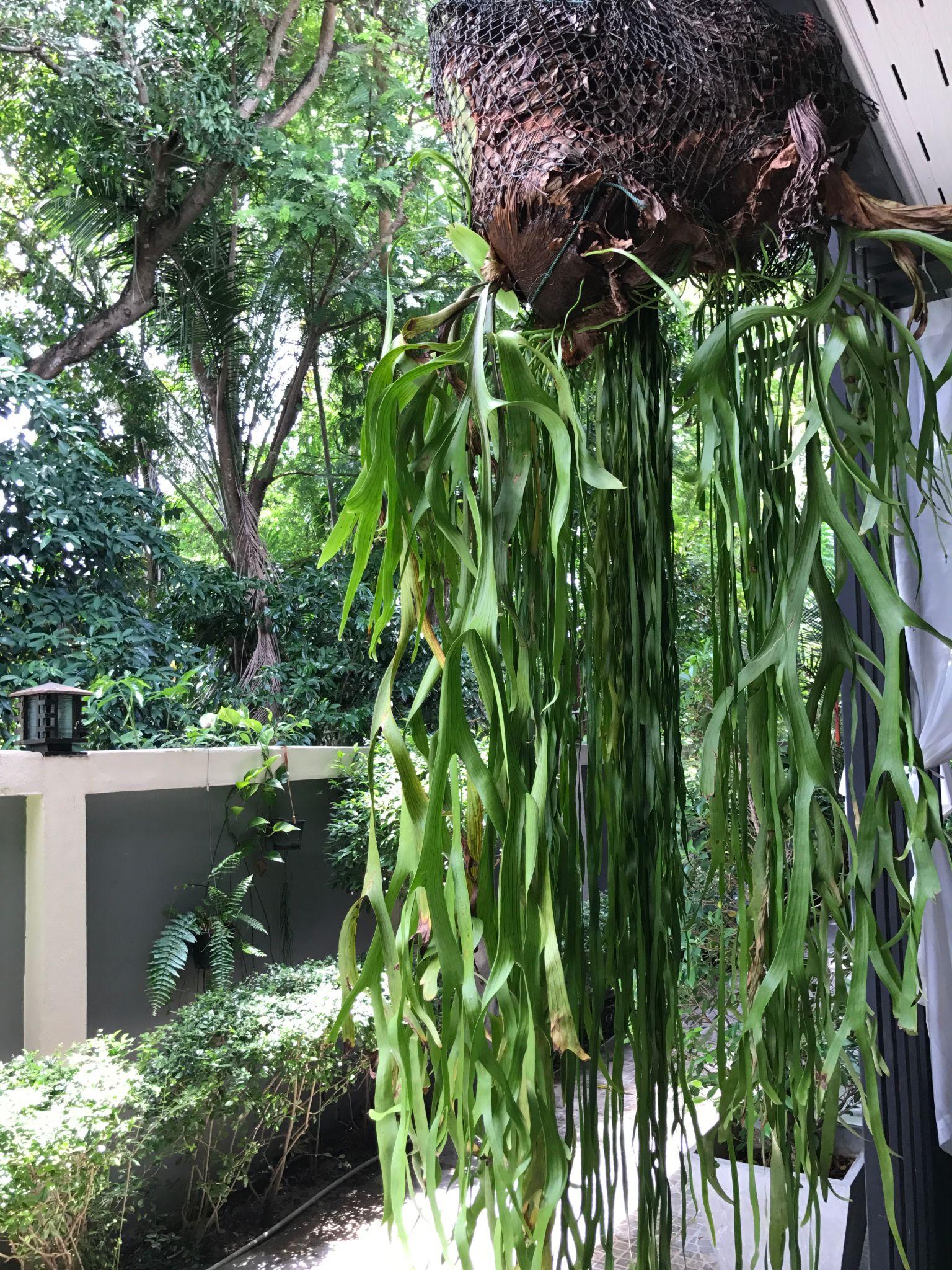 Platycerium Superbum ‘S2’ (Staghorn Fern)