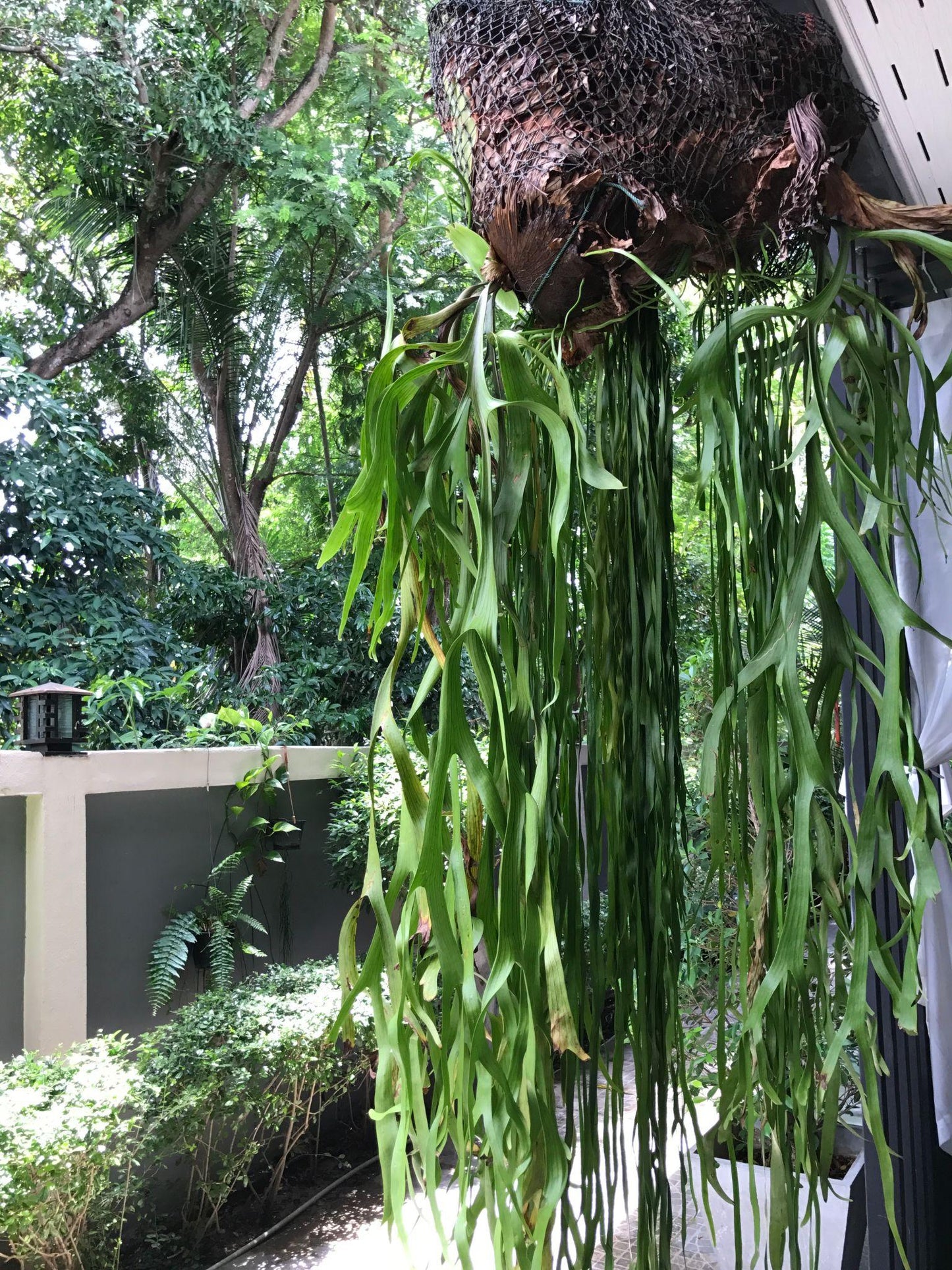 Platycerium Superbum ‘S2’ (Staghorn Fern)