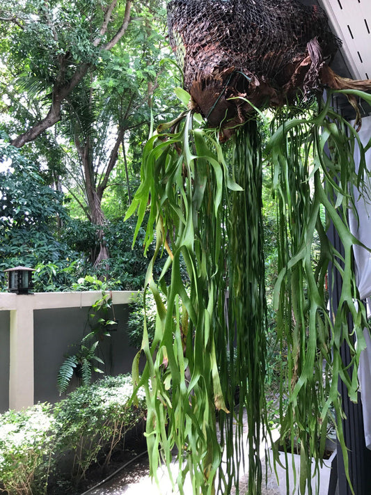 Platycerium Superbum ‘S2’ (Staghorn Fern)
