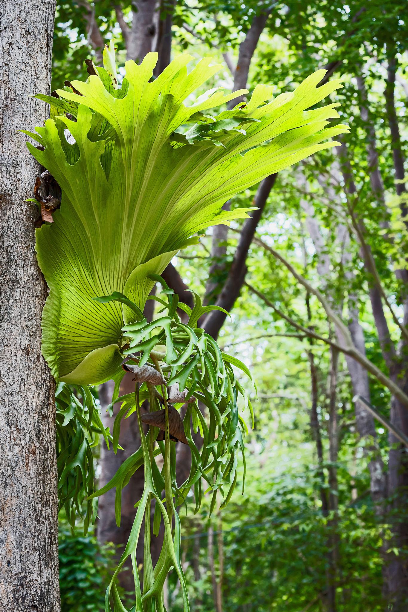 Platycerium Superbum ‘S2’ (Staghorn Fern)