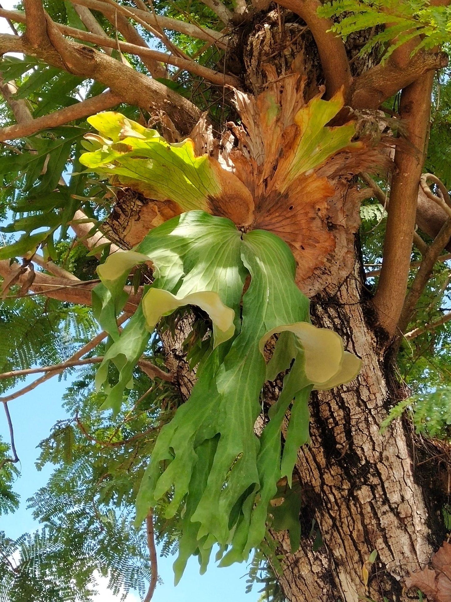 Platycerium Superbum ‘S8’ (Staghorn Fern)