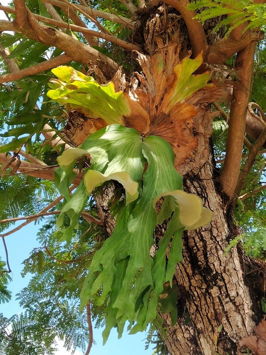 Platycerium Superbum ‘S8’ (Staghorn Fern)