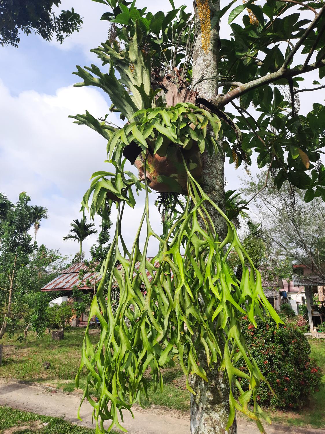 Platycerium Superbum ‘S8’ (Staghorn Fern)
