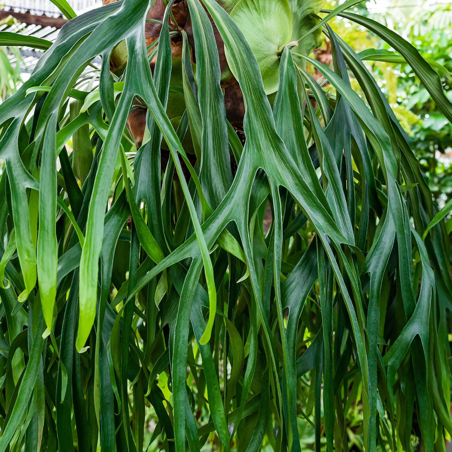 Platycerium Superbum ‘S8’ (Staghorn Fern)