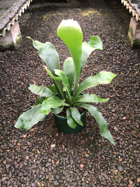 Platycerium Bifurcatum ‘Netherlands’ (Netherlands Elkhorn Fern)