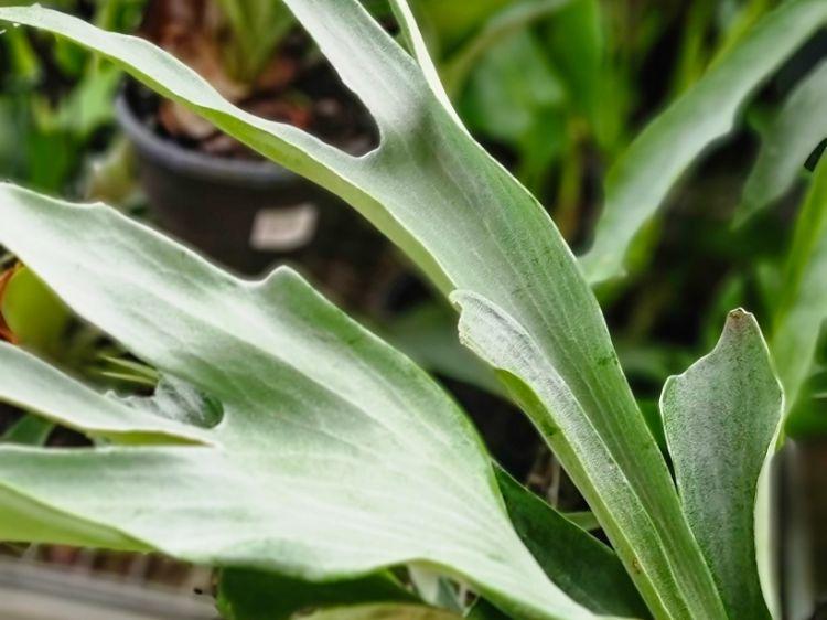 Platycerium Bifurcatum ‘Netherlands’ (Netherlands Elkhorn Fern)