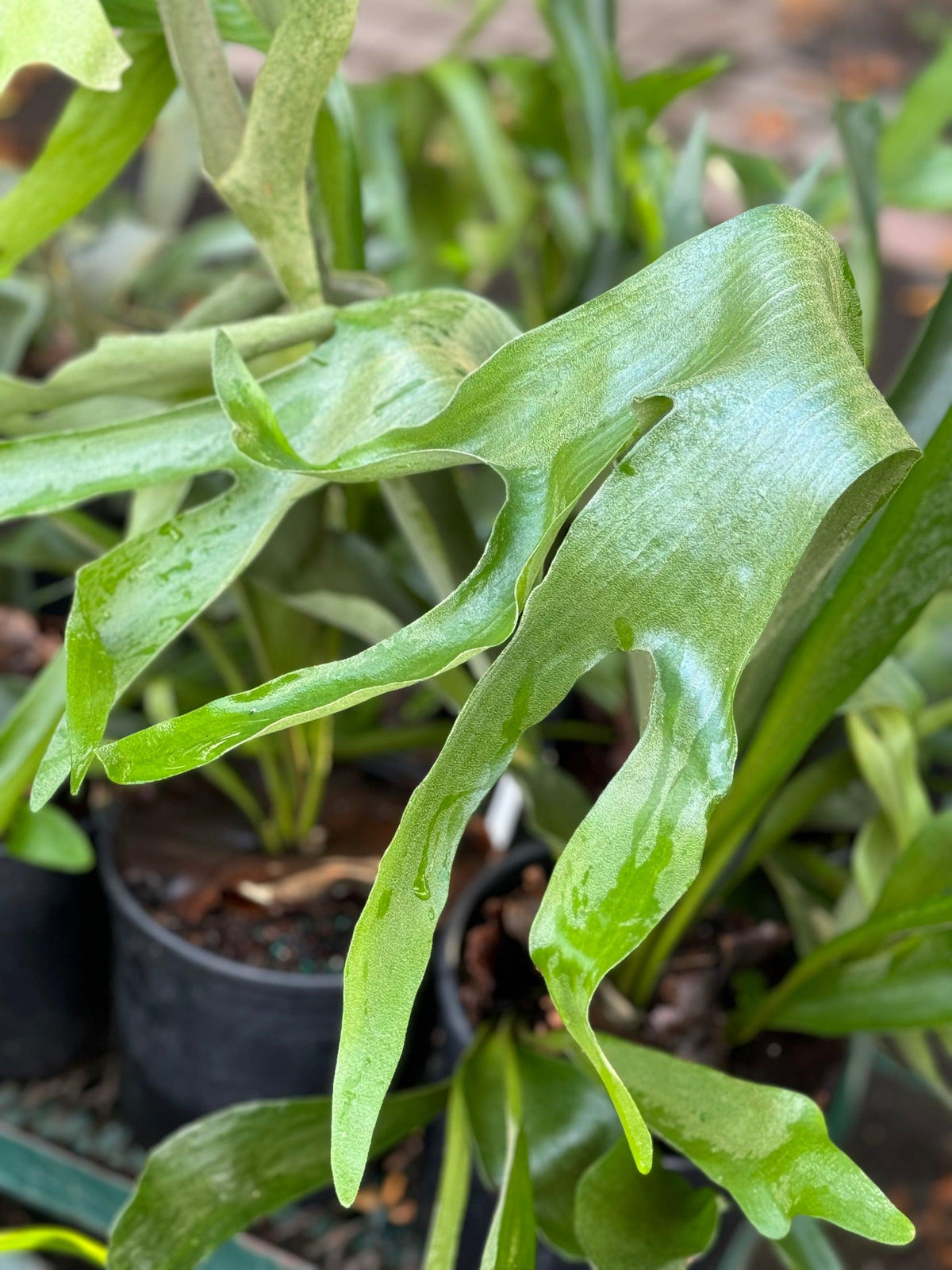Platycerium Bifurcatum ‘Netherlands’ (Netherlands Elkhorn Fern)