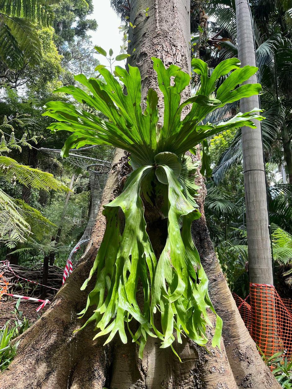 Platycerium Bifurcatum (Elkhorn Fern)