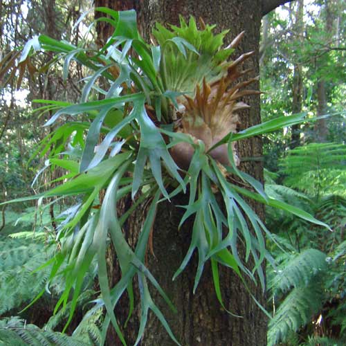 Platycerium Bifurcatum (Elkhorn Fern)