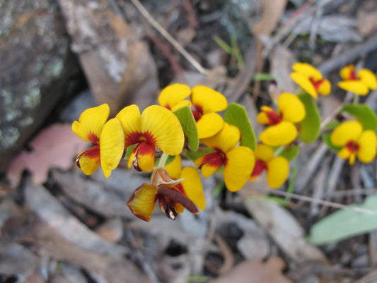 Platylobium Formosum (Handsome Flat Pea)