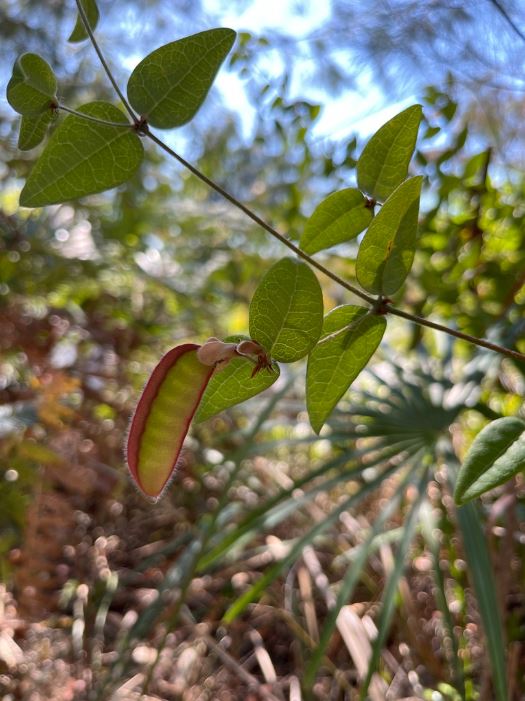 Platylobium Formosum (Handsome Flat Pea)