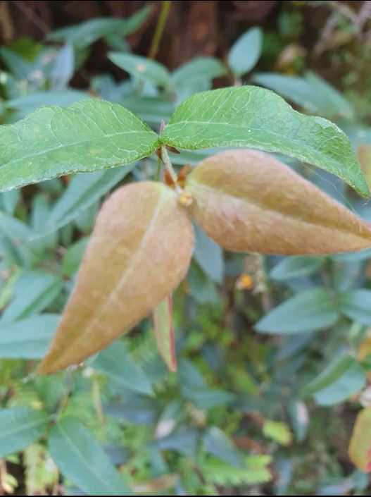 Platylobium Formosum (Handsome Flat Pea)