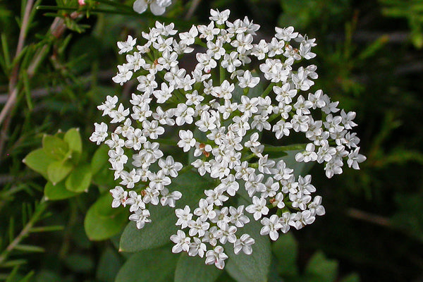 Platysace Lanceolata Edna Walling Flower Girl (Flower Girl)