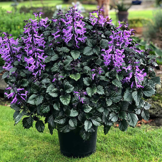 Plectranthus Saccatus 'Velvet Elvis' (Velvet Elvis Spurflower)