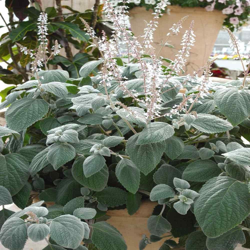 Plectranthus Argentea ‘Silver Shield’ (Silver Spurflower)