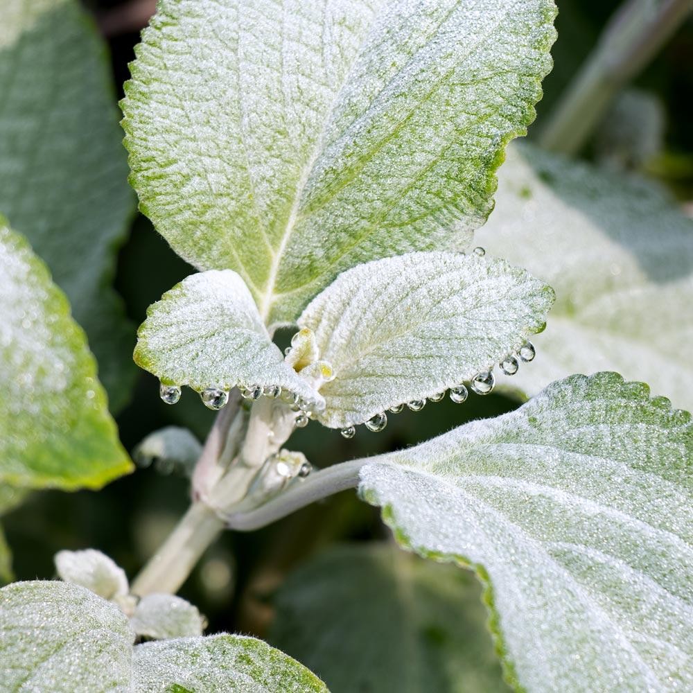 Plectranthus Argentea ‘Silver Shield’ (Silver Spurflower)