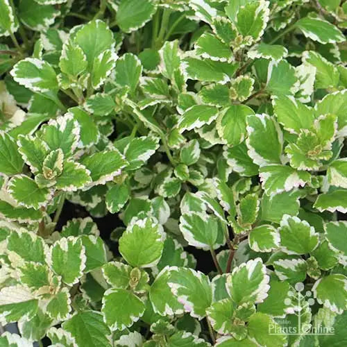 Plectranthus Australis 'Variegatus' (Variegated Swedish Ivy Hanging Basket)