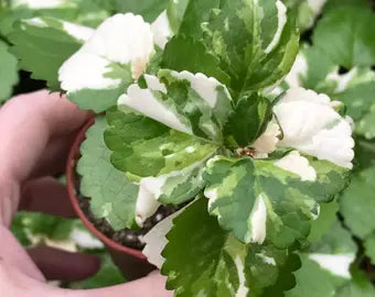Plectranthus Australis 'Variegatus' (Variegated Swedish Ivy Hanging Basket)