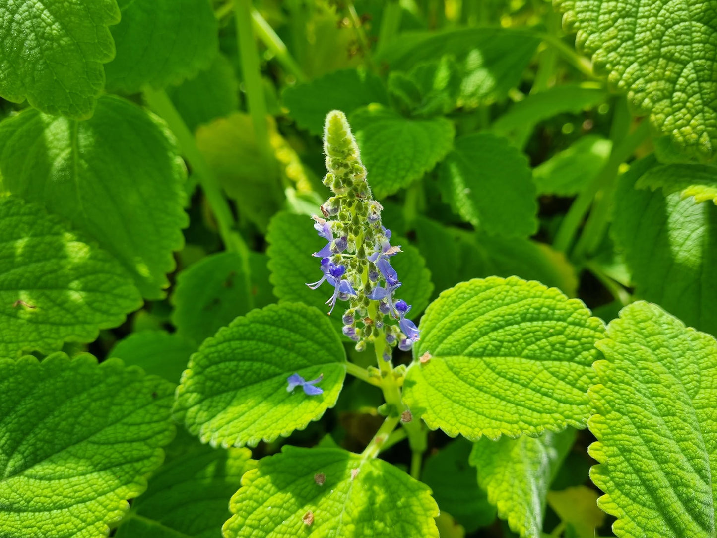 Plectranthus Graveolens (Native Coleus)