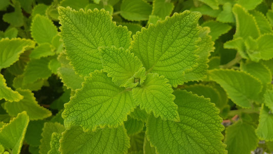 Plectranthus Graveolens (Native Coleus)