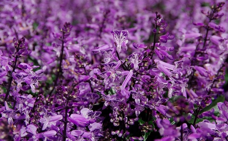 Plectranthus Saccatus 'Velvet Elvis' (Velvet Elvis Spurflower)
