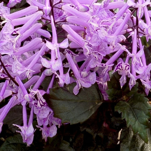 Plectranthus Saccatus 'Velvet Elvis' (Velvet Elvis Spurflower)