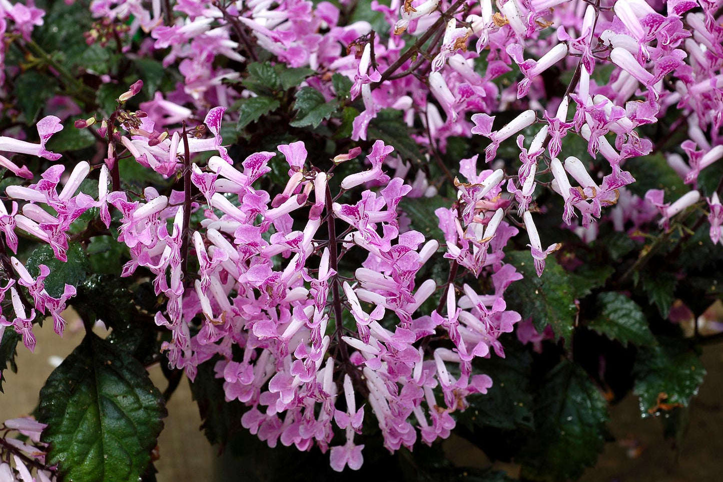 Plectranthus Saccatus ‘Velvet Lady’ (Spur Flower)