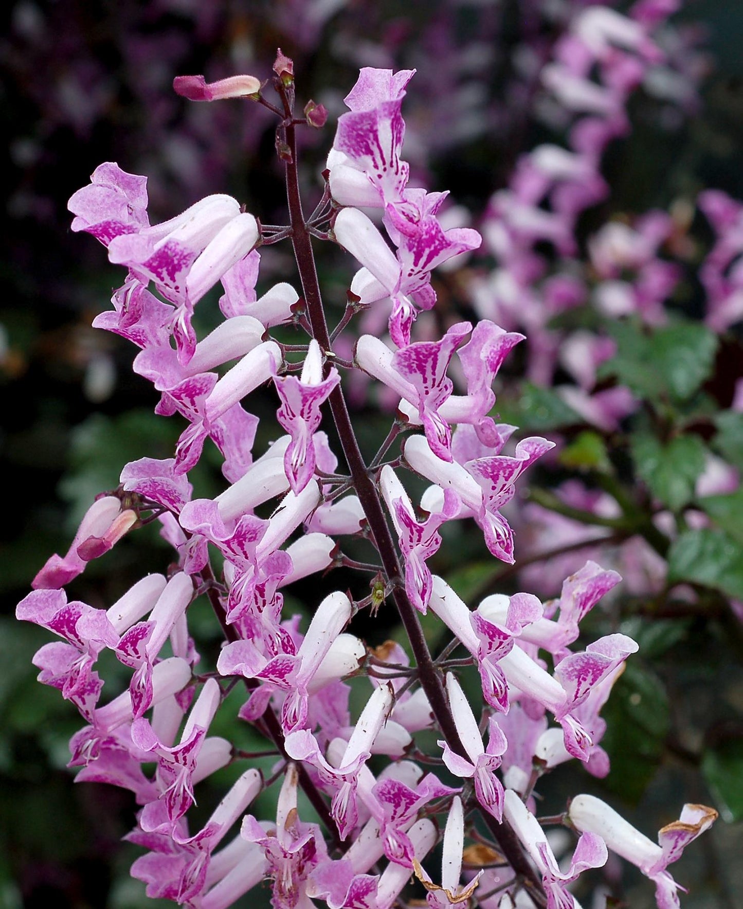 Plectranthus Saccatus ‘Velvet Lady’ (Spur Flower)