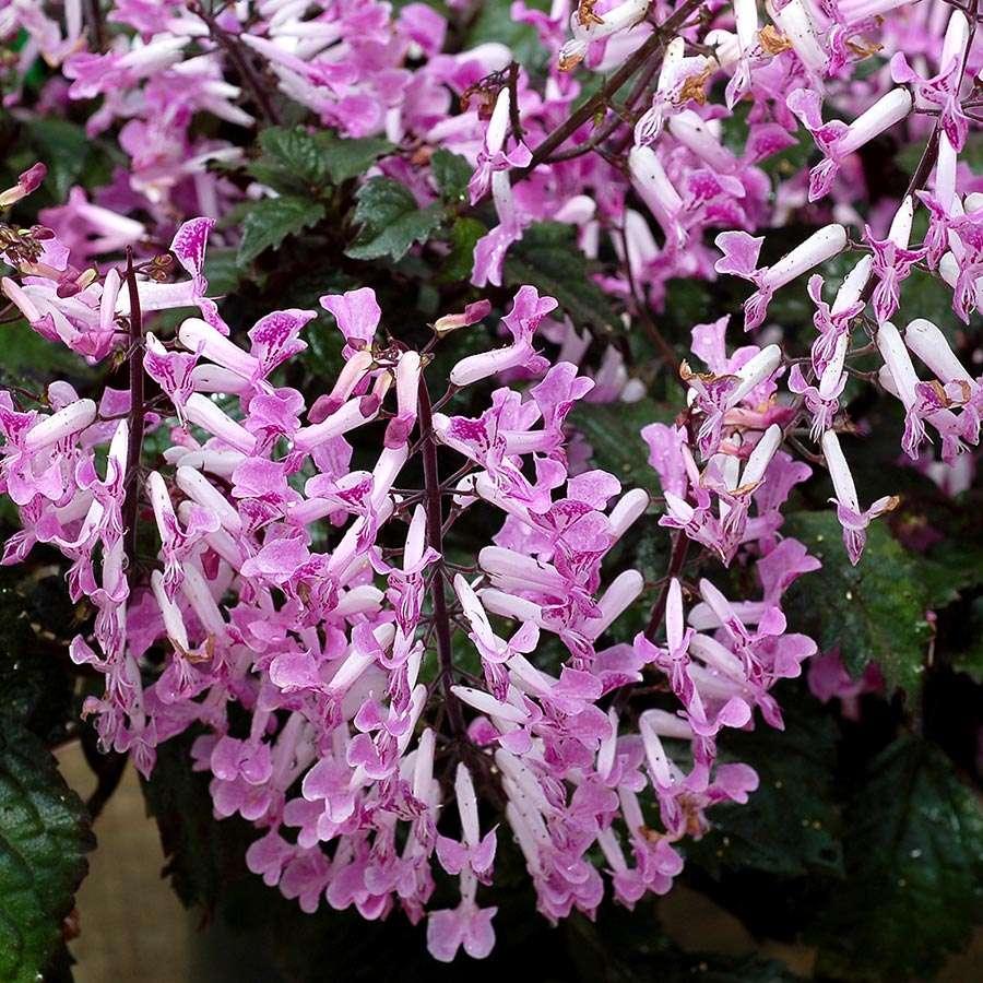 Plectranthus Saccatus ‘Velvet Lady’ (Spur Flower)