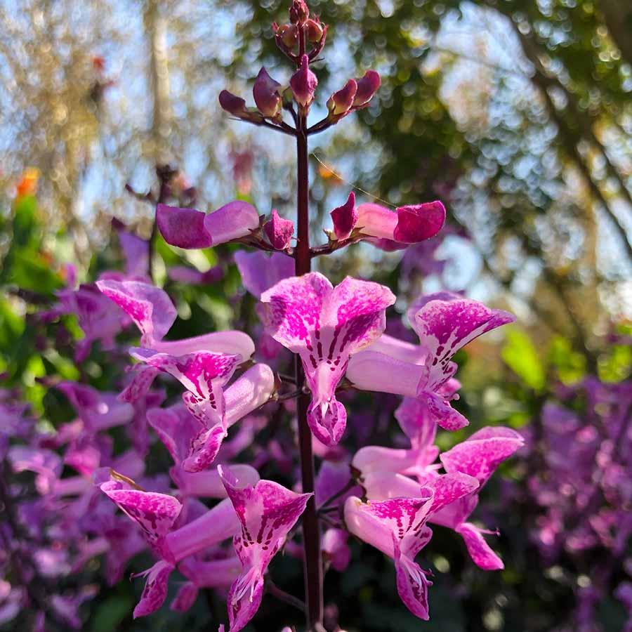 Plectranthus Saccatus ‘Velvet Lady’ (Spur Flower)