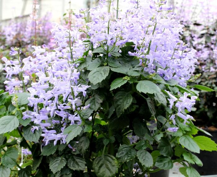 Plectranthus ‘Velvet Idol’ (Plectranthus)