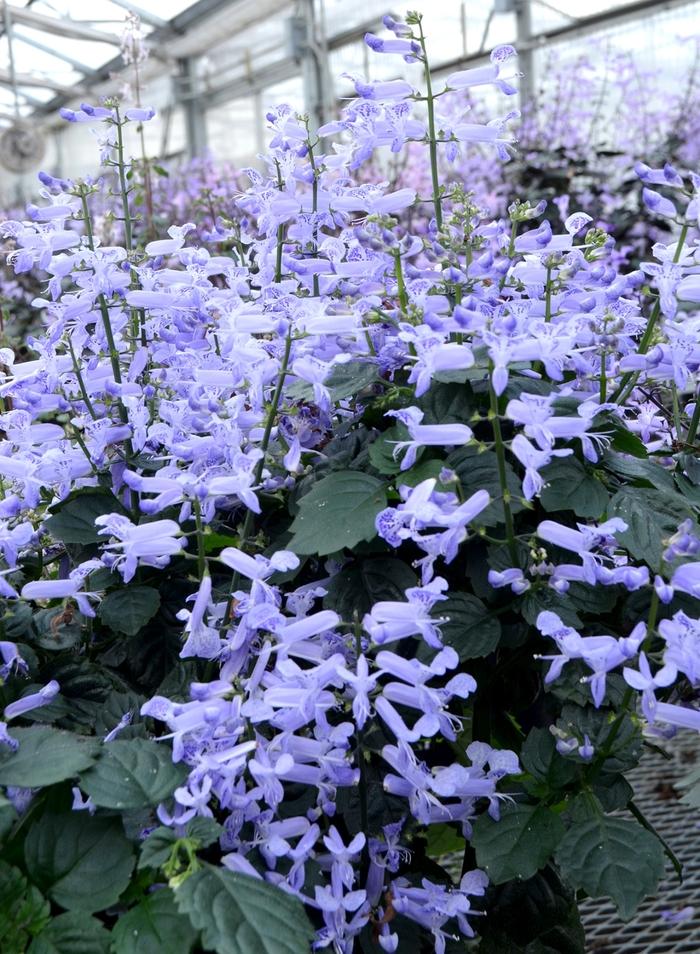 Plectranthus ‘Velvet Idol’ (Plectranthus)