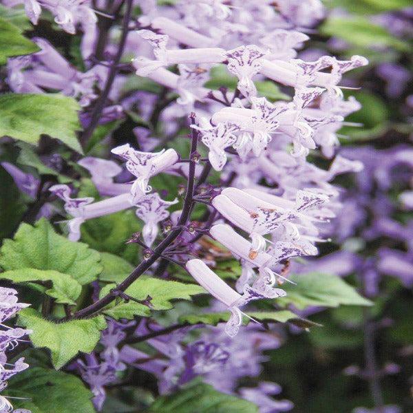 Plectranthus ‘Velvet Idol’ (Plectranthus)