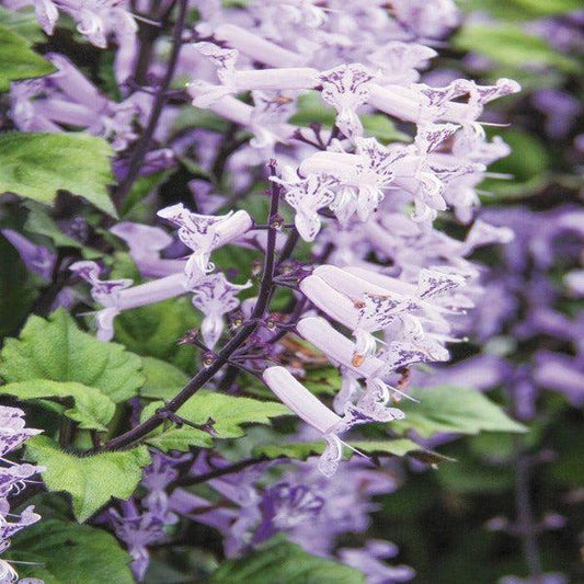 Plectranthus ‘Velvet Idol’ (Plectranthus)