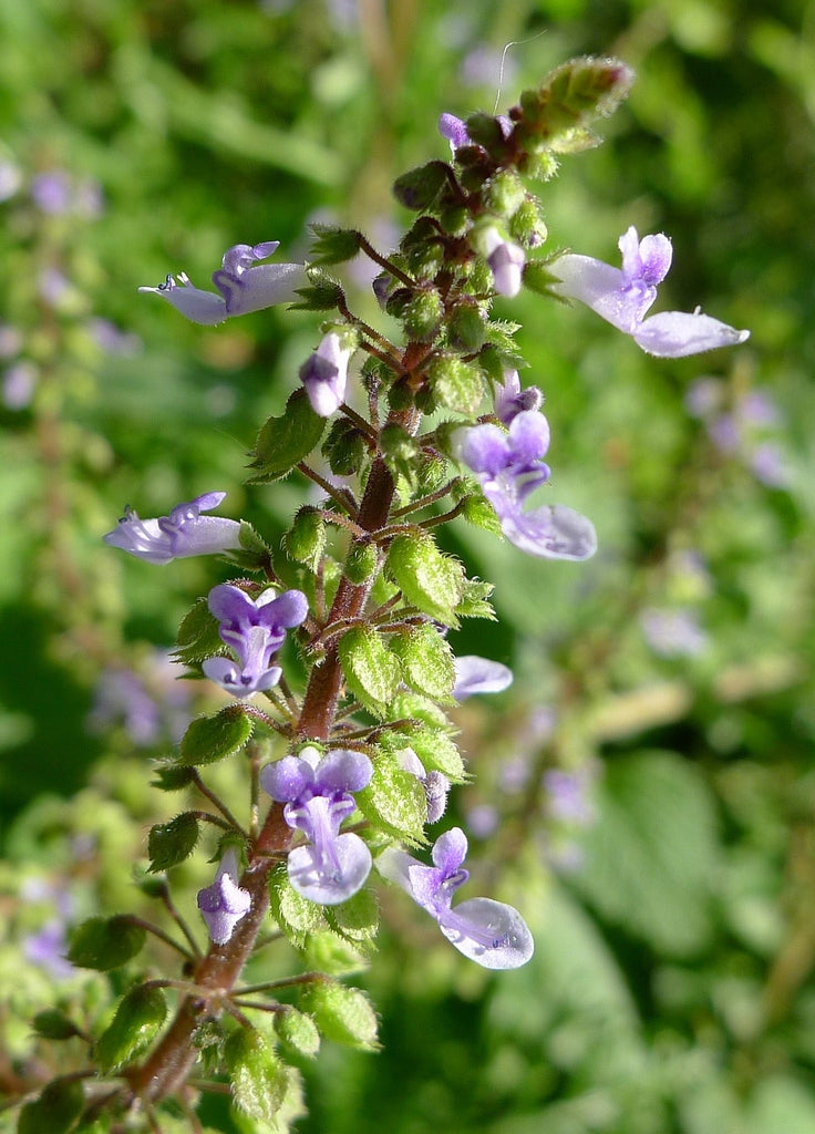 Plectranthus parviflorus (Little Spurflower / Cockspur Flower)
