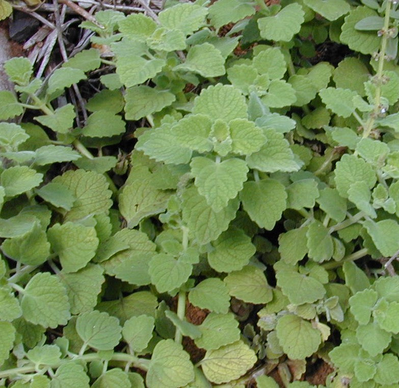 Plectranthus parviflorus (Little Spurflower / Cockspur Flower)