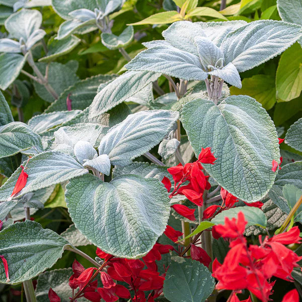 Plectranthus Argentea ‘Silver Shield’ (Silver Spurflower)