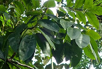 Pleiogynium timorense (Burdekin Plum)