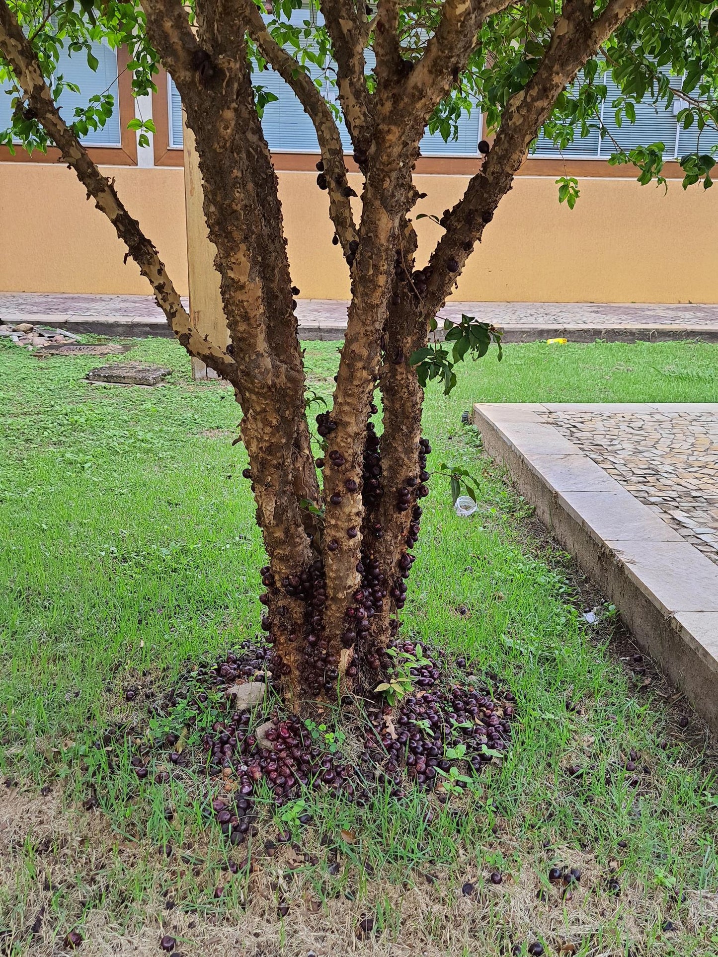 Plinia Cauliflora (Jaboticaba)