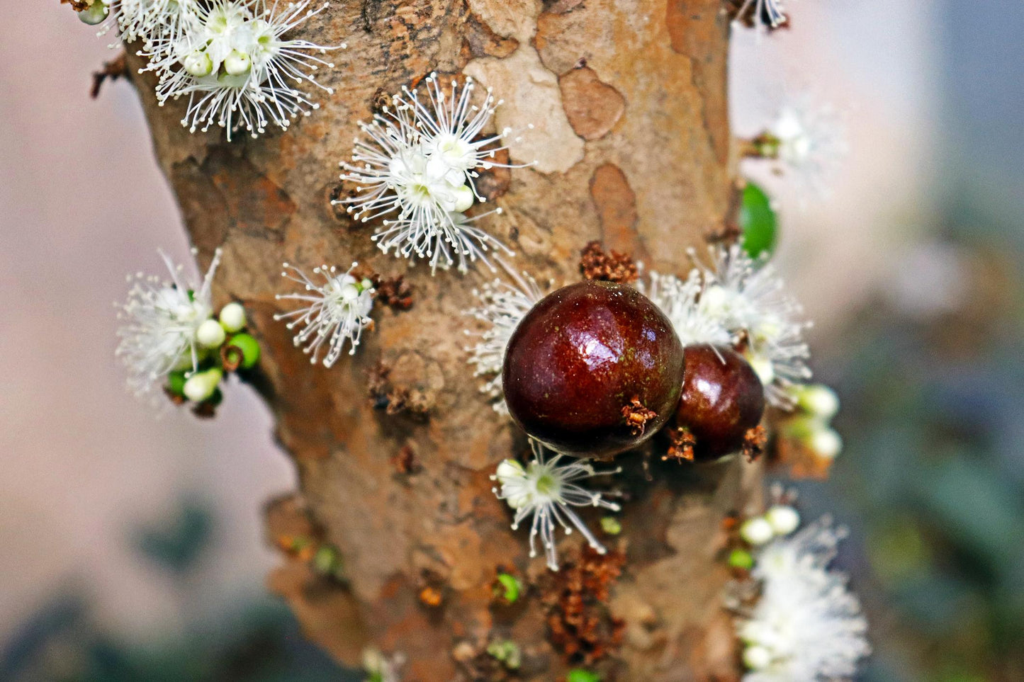 Plinia Cauliflora (Jaboticaba)